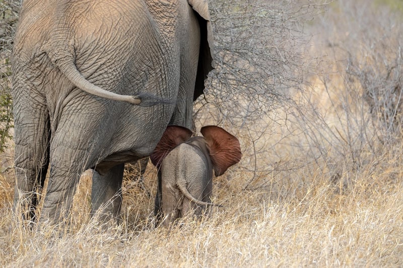 Serengeti National Park, Tanzania